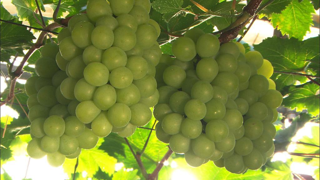 فندق دورمي إن كوراشيكي ناتشورال هوت سبرينج كورَسِكِ المظهر الخارجي الصورة